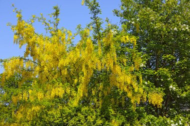 Polonya 'nın Mielno kasabasında, bol çiçek kümelerine sahip bir ağaç, sarı laburnum çiçekleri sergiliyor..