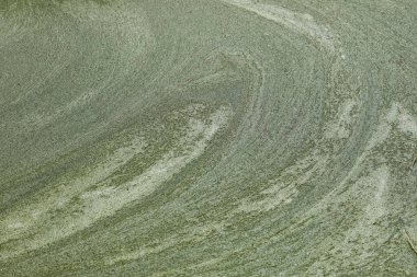 Bu, Polonya 'nın deniz kıyısındaki bir kasabası olan Mielno' da bulunan yeşil ördek yosunlarıyla kaplı Jamno Gölü yüzeyinin bir parçası..