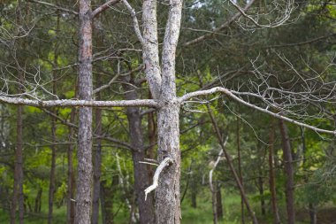 Polonya 'daki bu deniz kenti Mielno, kozalaklı ağaçların yetiştiği bir ormanın yuvasıdır..