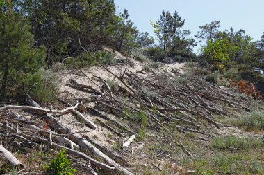 Bu Mielno 'da bir kum tepesi, Polonya' nın deniz kıyısında bir kasabası. Bu kumlu bölge cüce bitki örtüsüyle kaplıdır. Kuru çubuklar açık kumun üzerine yerleştirildi..