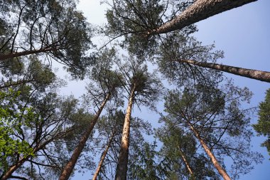 Yukarı bakarsanız Polonya 'daki Wilga köyünün yakınlarındaki bir ormanda yetişen uzun çam ağaçlarını görebilirsiniz.