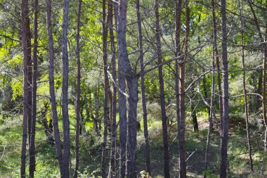 Polonya 'nın deniz kenti Mielno' da kozalaklı ağaçları olan bir orman yetişiyor..