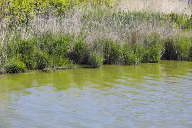 Polonya 'nın deniz kıyısındaki bir kasabası olan Mielno' da Jamno Gölü kıyısında otlar ve diğer bitkiler yetişir..