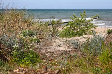 Polonya 'nın Mielno kentinde bir kumul bölgesi doğa rezervi olarak belirlendi. Kıyı kum tepeleri kumlu kıyılarda oluşur ve genellikle çeşitli bitki türleriyle kaplıdır..