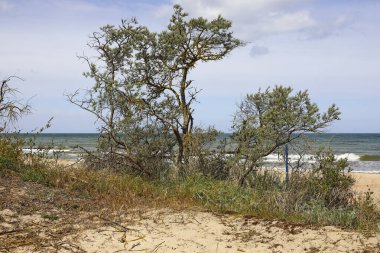 Polonya 'nın Mielno kentinde bir kumul bölgesi doğa rezervi olarak belirlendi. Kıyı kum tepeleri kumlu kıyılarda oluşur ve genellikle çeşitli bitki türleriyle kaplıdır..