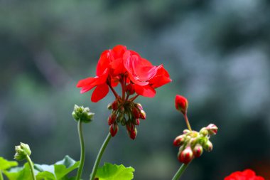 Sardunya bitkisinin bir çiçeği kırmızıdır. Rengi, uzak ormanın renklerine karşı koyuyor..