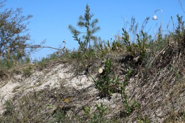 Polonya 'nın Mielno kenti, Baltık Denizi kıyısındaki popüler bir doğa rezervi olan kum tepelerine ev sahipliği yapmaktadır. Kıyı kum tepeleri genellikle çeşitli bitki türleriyle kaplıdır..