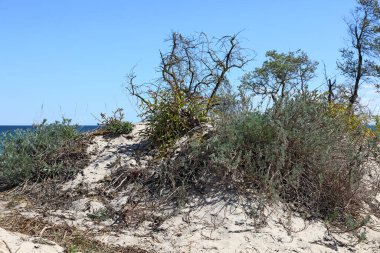 Kıyı kumullarında çeşitli bitki örtüleri yetişir. Polonya 'nın Mielno kentindeki Baltık Denizi boyunca uzanan kum tepeleri doğal koruma alanı olarak belirlendi..