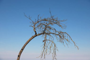 Polonya, Mielno 'da mavi bir yaz gökyüzü yapraksız ağacın silueti için arka plan sağlar..