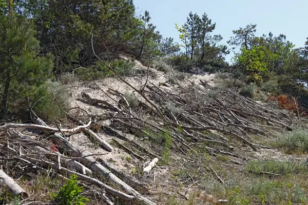 Bu Mielno 'da bir kum tepesi, Polonya' nın deniz kıyısında bir kasabası. Bu kumlu bölge cüce bitki örtüsüyle kaplıdır. Kuru çubuklar açık kumun üzerine yerleştirildi..