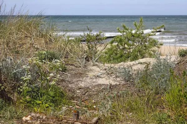 Polonya 'nın Mielno kentinde bir kumul bölgesi doğa rezervi olarak belirlendi. Kıyı kum tepeleri kumlu kıyılarda oluşur ve genellikle çeşitli bitki türleriyle kaplıdır..