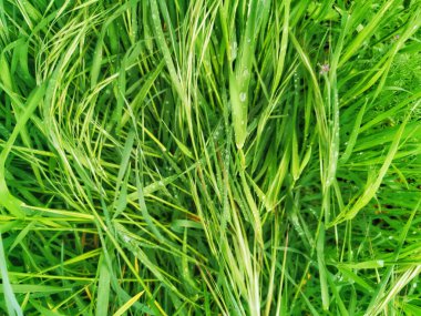 (asclepias syriaca) Büyük yeşil yapraklar