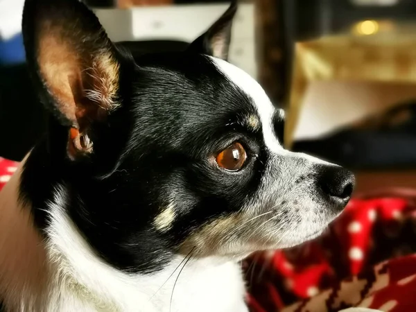 Chihuahua Preto Branco Muito Atento Com Olhar — Fotografia de Stock