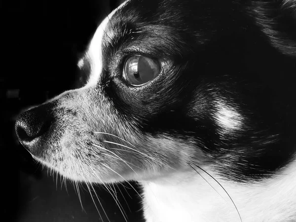 Czarno Białe Chihuahua Bardzo Uważny Wyglądem — Zdjęcie stockowe