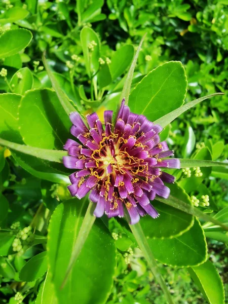 Tragopogon Porrifollius Yeşil Yapraklı Güzel Leylak Çiçeği — Stok fotoğraf