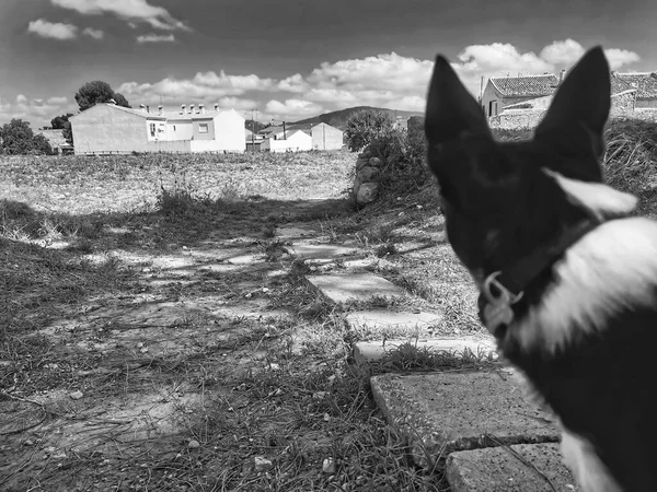 Μαύρο Και Άσπρο Chihuahua Στο Πεδίο — Φωτογραφία Αρχείου