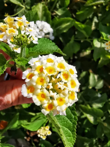 开小白花的萨克西弗拉加植物 — 图库照片