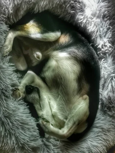 Black White Chihuahua Sleeping Very Twisted — Stock Photo, Image