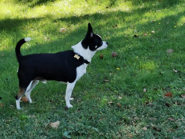Zwart Wit Chihuahua Het Veld — Stockfoto