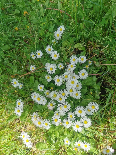 草地上美丽的白色雏菊的图片 — 图库照片