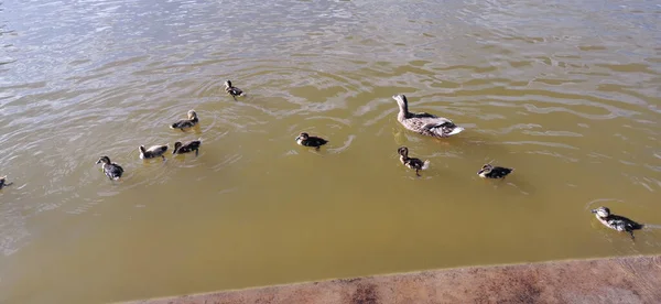Ördekler Gölün Kıyısında Eğleniyor — Stok fotoğraf