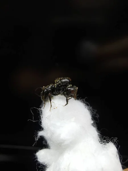バーバリウス アリのマクロ — ストック写真