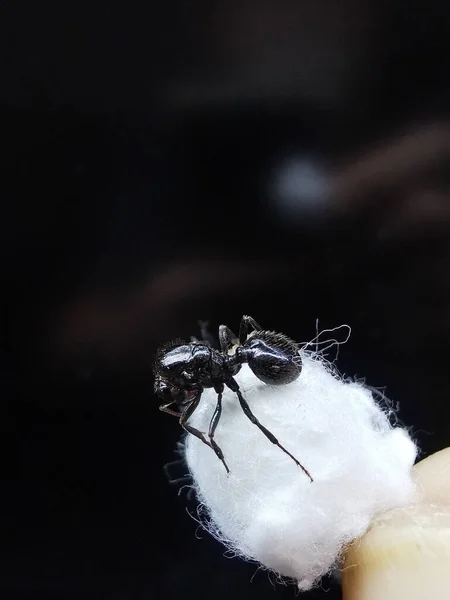 Messor Barbar Karıncalarının Makrosu — Stok fotoğraf