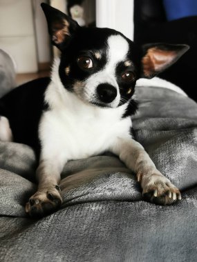 Güzel ve dost canlısı siyah beyaz bir chihuahua.