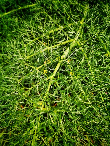 Кипяток Красивые Зеленые Ветки — стоковое фото