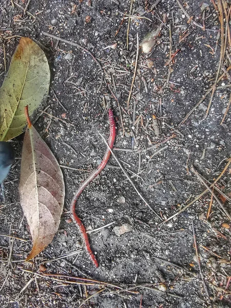 Earthworm Ground Rainy Day — Stock Photo, Image