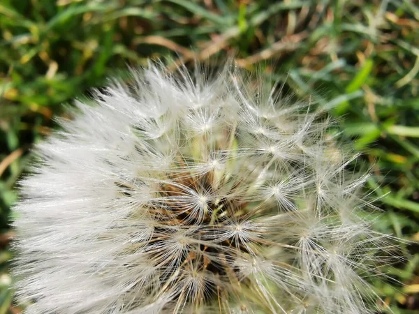 flying seeds of the dandelion plant