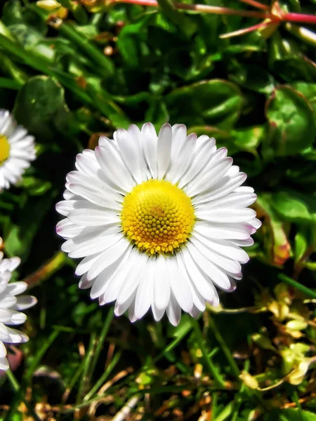 Picture Nice White Daisy Grass — Stock Photo, Image