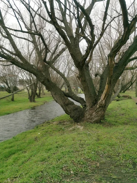 Большие Старые Деревья Реки — стоковое фото