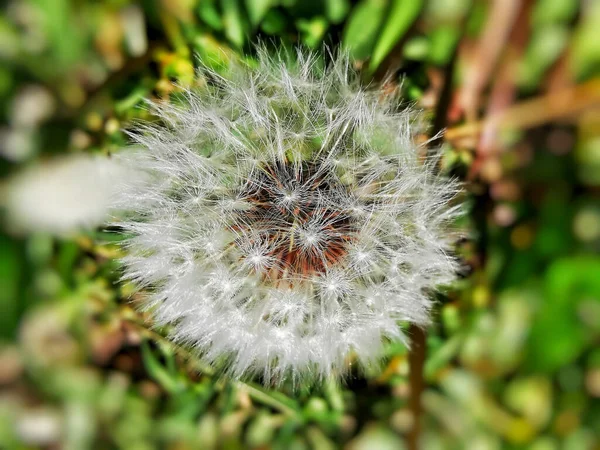 Fliegende Samen Der Löwenzahnpflanze — Stockfoto