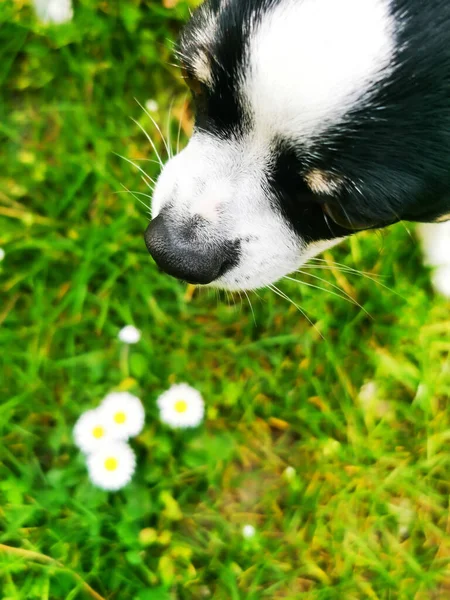 Chihuahua Noir Blanc Sur Terrain — Photo