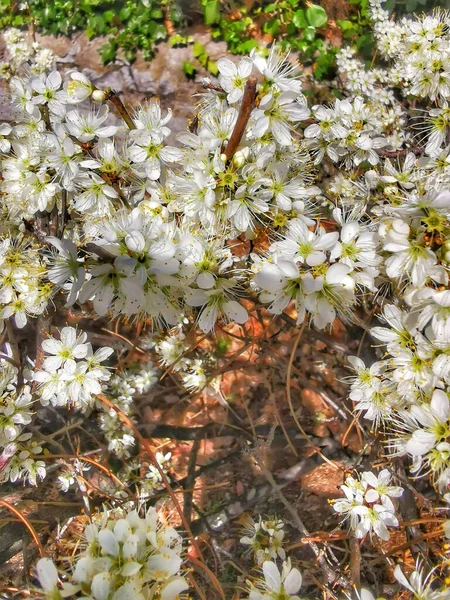 Steinbrech Pflanze Mit Kleinen Weißen Blüten — Stockfoto