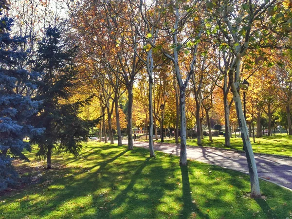 大きな公園にはたくさんの木があり — ストック写真