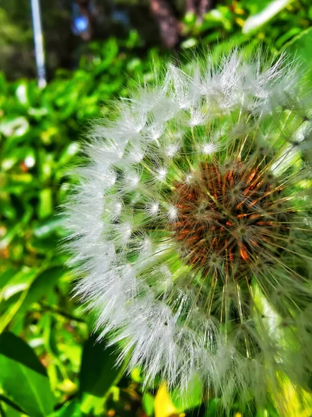 Flying Seeds Dandelion Plant — Stock Photo, Image