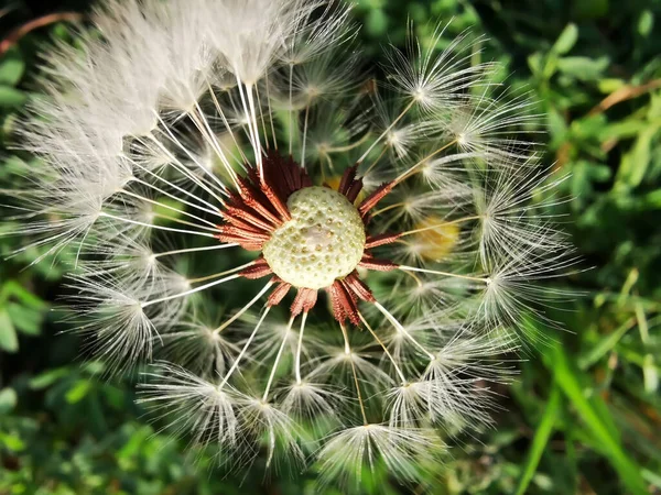 Flying Seeds Dandelion Plant — 스톡 사진