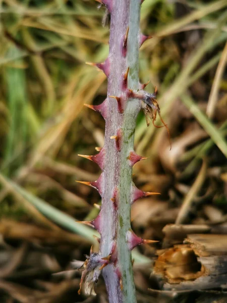 大刺植物的茎 — 图库照片