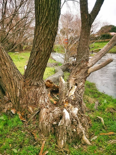 Nehir Kenarındaki Büyük Yaşlı Ağaçlar — Stok fotoğraf