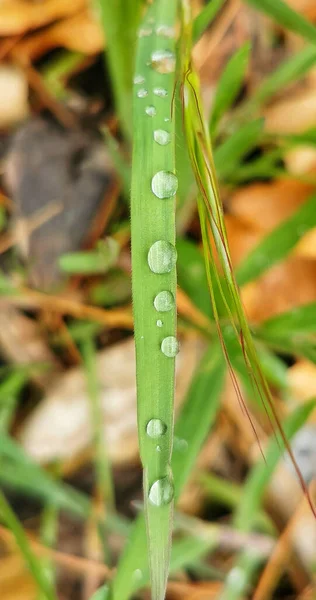 Asclepias Syriaca Duże Zielone Liście — Zdjęcie stockowe
