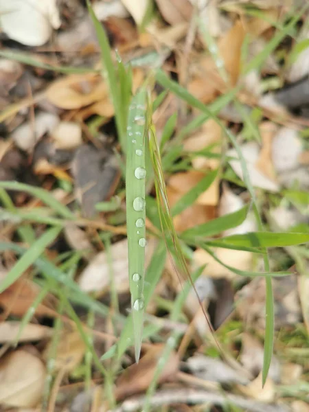 Asclepias Syriaca Duże Zielone Liście — Zdjęcie stockowe
