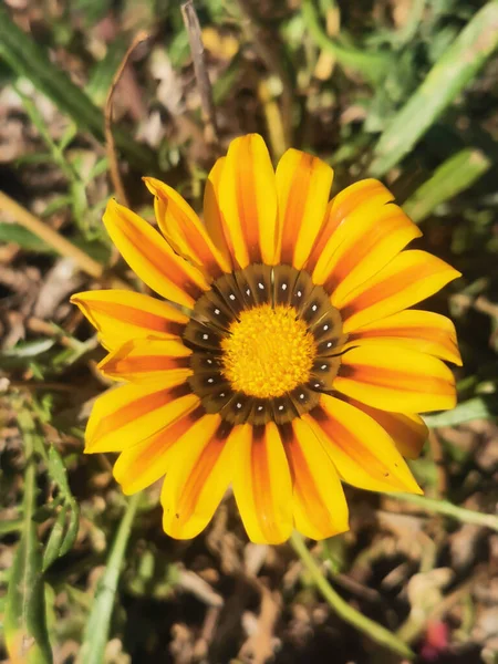 Gazania Rigens Όμορφο Κίτρινο Λουλούδι — Φωτογραφία Αρχείου