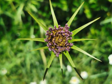 (Tragopogon porrifollius) Yeşil yapraklı güzel leylak çiçeği