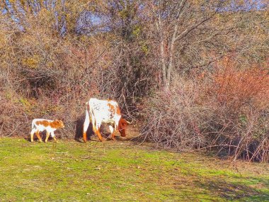 brown and white cow with a small calf