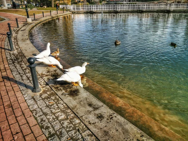 Patos Desfrutando Costa Lago — Fotografia de Stock