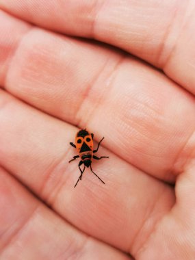 Küçük Kırmızı ve Siyah Böcek (Pyrrhocoris apterus)