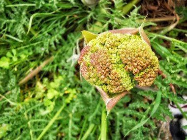 (Thapsia villosa) Büyük çiçek tomurcuğu doğumu