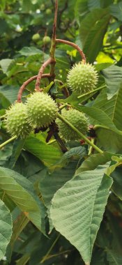 Ağaçtaki kestaneler açılmamış.